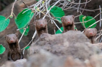 Nader Al-Shammari/ Comedy Wildlife Photography