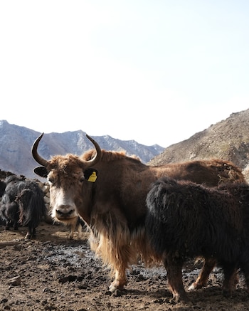 Un yak marrón con crotal amarillo en la oreja y cuernos curvados sobre un terreno de tierra junto a otros yaks y montañas al fondo