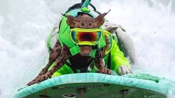 Un perro de piel oscura y manchas claras con chaleco salvavidas verde y gafas amarillas y naranjas, montado en una tabla de surf turquesa sobre agua blanca y espumosa