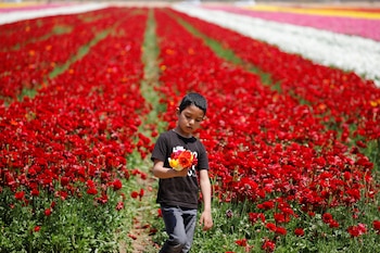 Un niño mira las flores