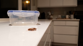 Cucaracha marrón sobre encimera blanca de cocina. Recipiente transparente con tapa azul. Armarios de cocina con tazas en el fondo.