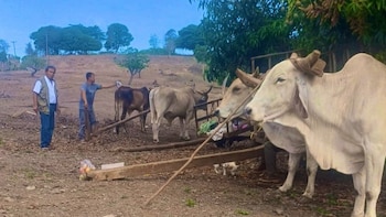 El Salvador subsidia concentrado para ganado ante la sequía vinculada a El Niño
