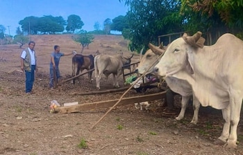 El MAG ofrecerá el concentrado Lechero Plus Fórmula +18% a USD 14 por quintal y limitará la compra a cuatro quintales por productor, para apoyar ante la falta de pasto debido a la sequía./ (Redes Óscar Dominguez)