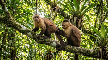 Un estudio revela que los monos capuchinos eligen herramientas por marcas de uso previo