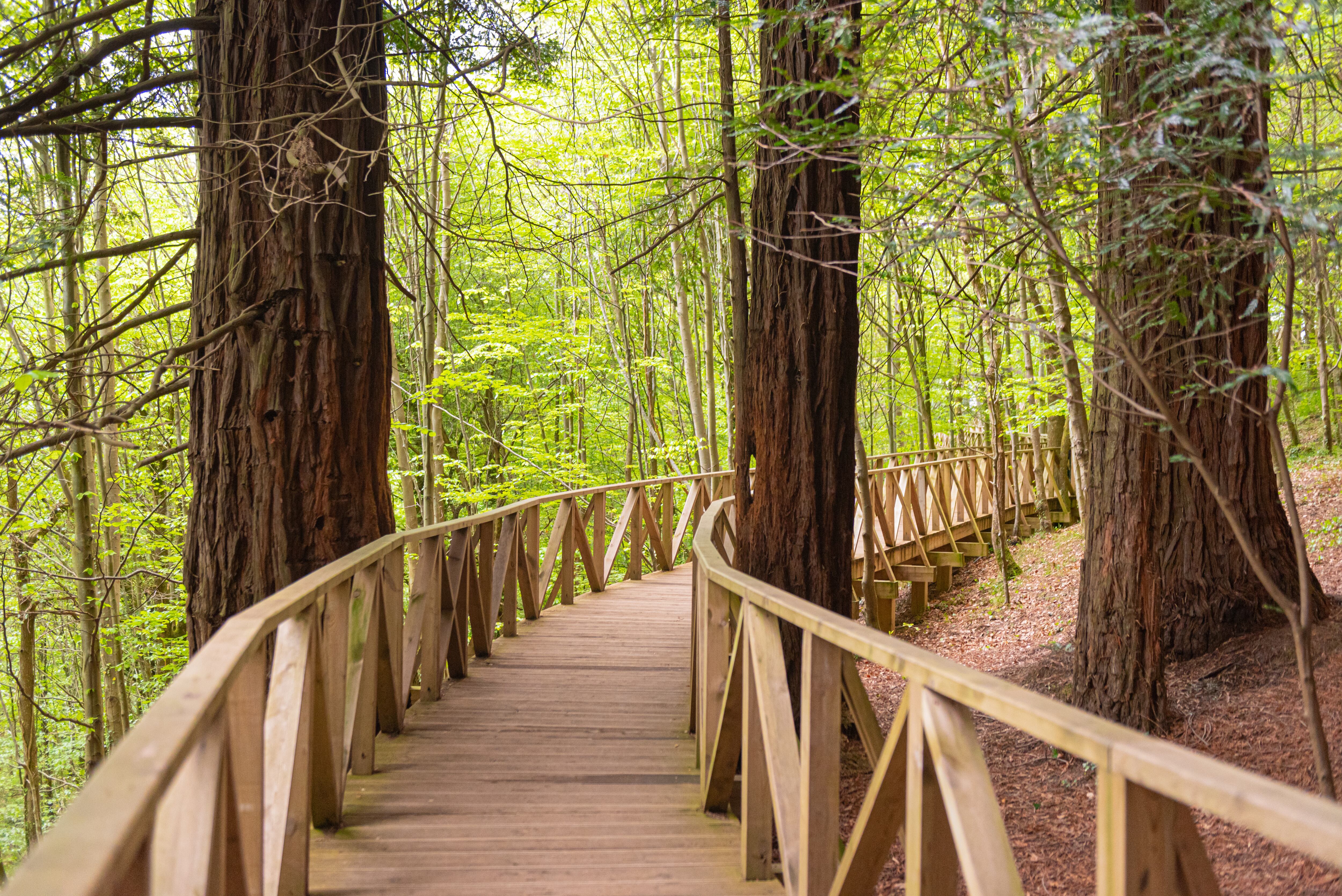 Bosques de Secuoyas de Cabezón de la Sal, en Cantabria (Adobe Stock).