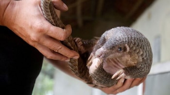 Pangolín