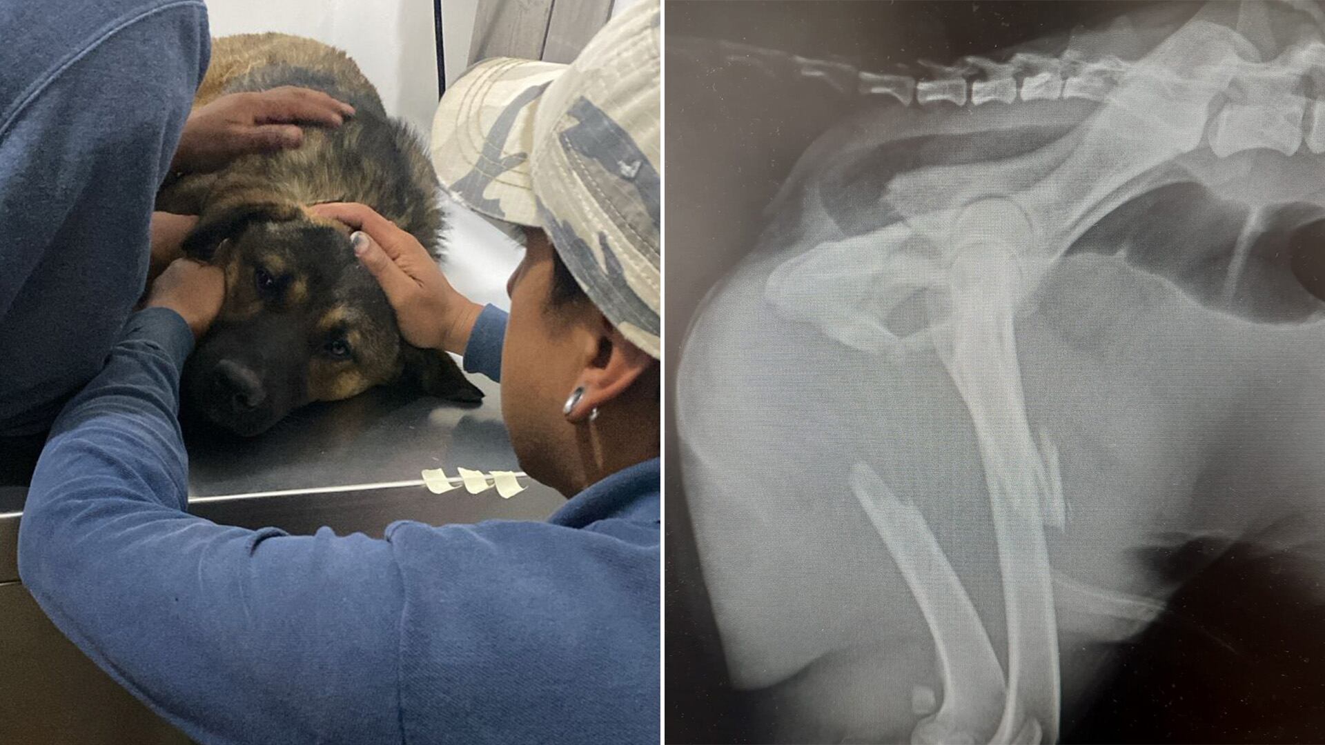 La Fundación Toby documenta la recuperación del perro en sus redes sociales, buscando promover apoyo para más animales necesitados. (Cortesía Fundación Toby)