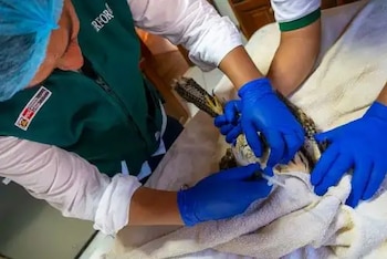 El gavilán acanelado fue hallado en un restaurante de Tacna.