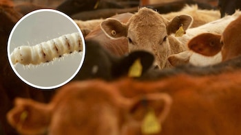 Ganaderos y Gobierno cierran filas para combatir el gusano barrenador en México: implementan 700 mil trampas en diversas regiones