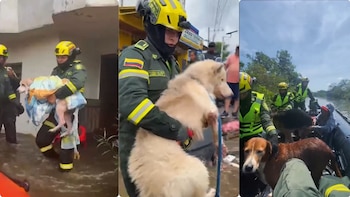 Video: el rescate de mascotas
