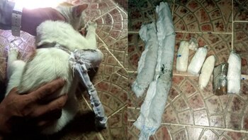Estos son los cinco animales más usados para transportar drogas por América Latina