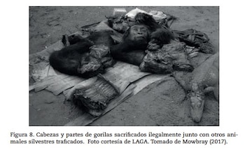 Un gorila se perdió en