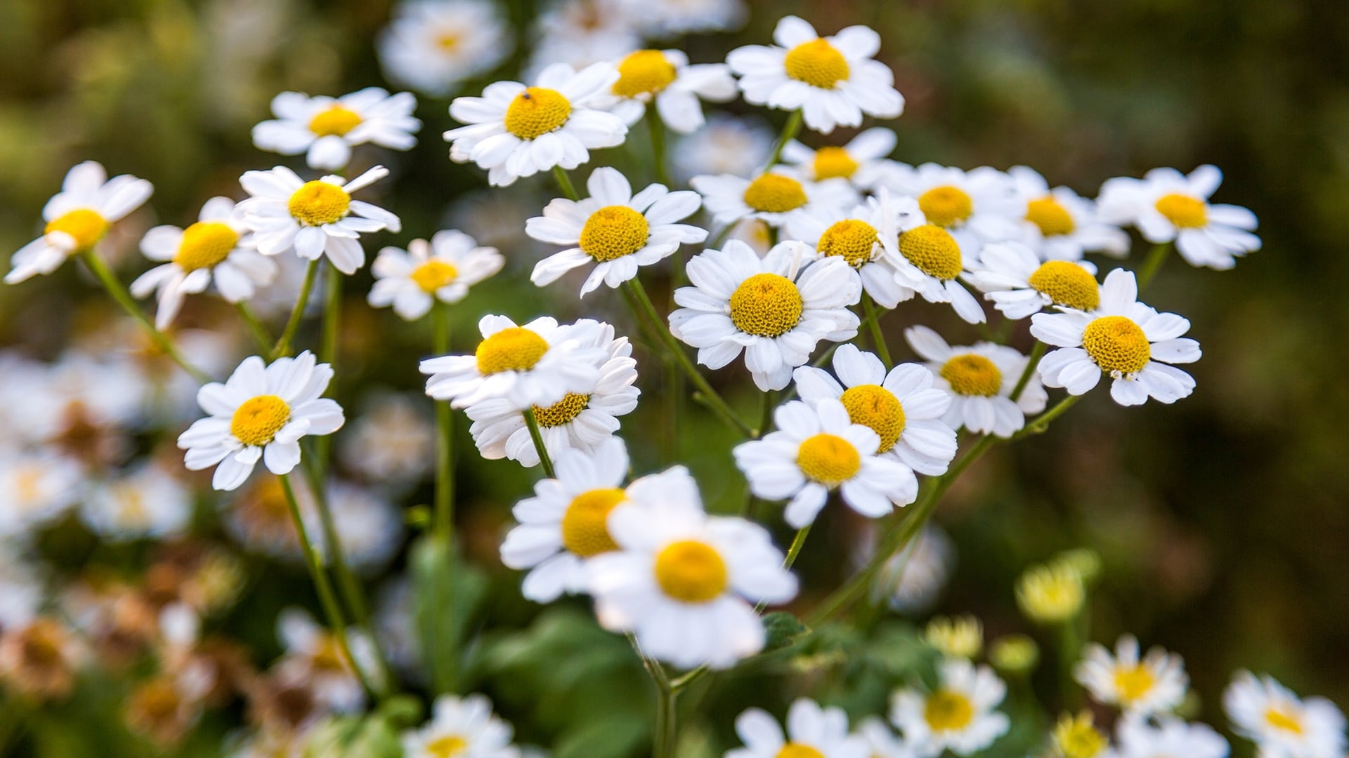 La manzanilla favorece el sueño y reduce la ansiedad gracias a su compuesto activo apigenina, según estudios científicos