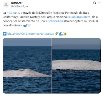 El hallazgo fue compartido por