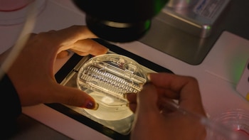 Manos manipulando una placa de laboratorio transparente debajo de la lente de un microscopio