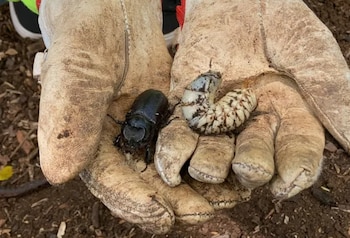 El escarabajo, que mide aproximadamente