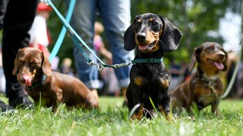 Por orden del Consejo de
