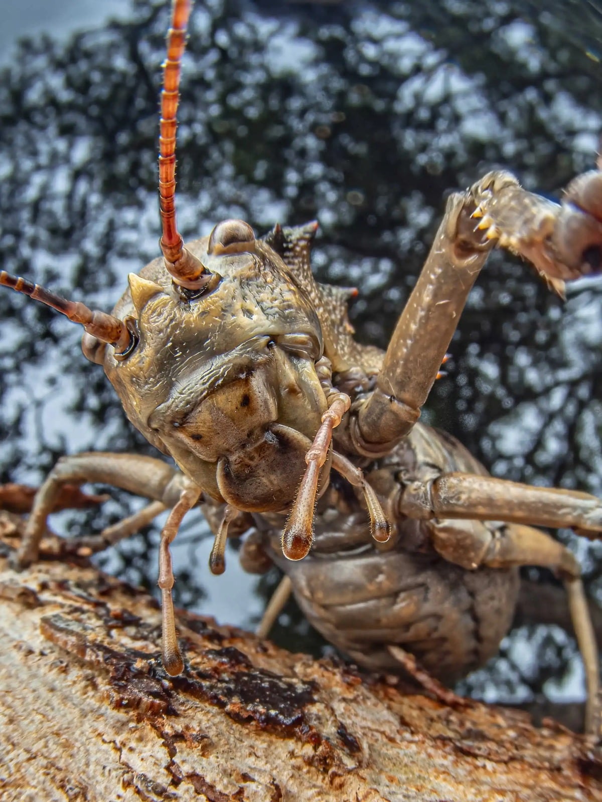 Escarabajo gigante africano, una de las especies de coleópteros que enriquecen el catálogo de biodiversidad de la meseta (The Wilderness Project)