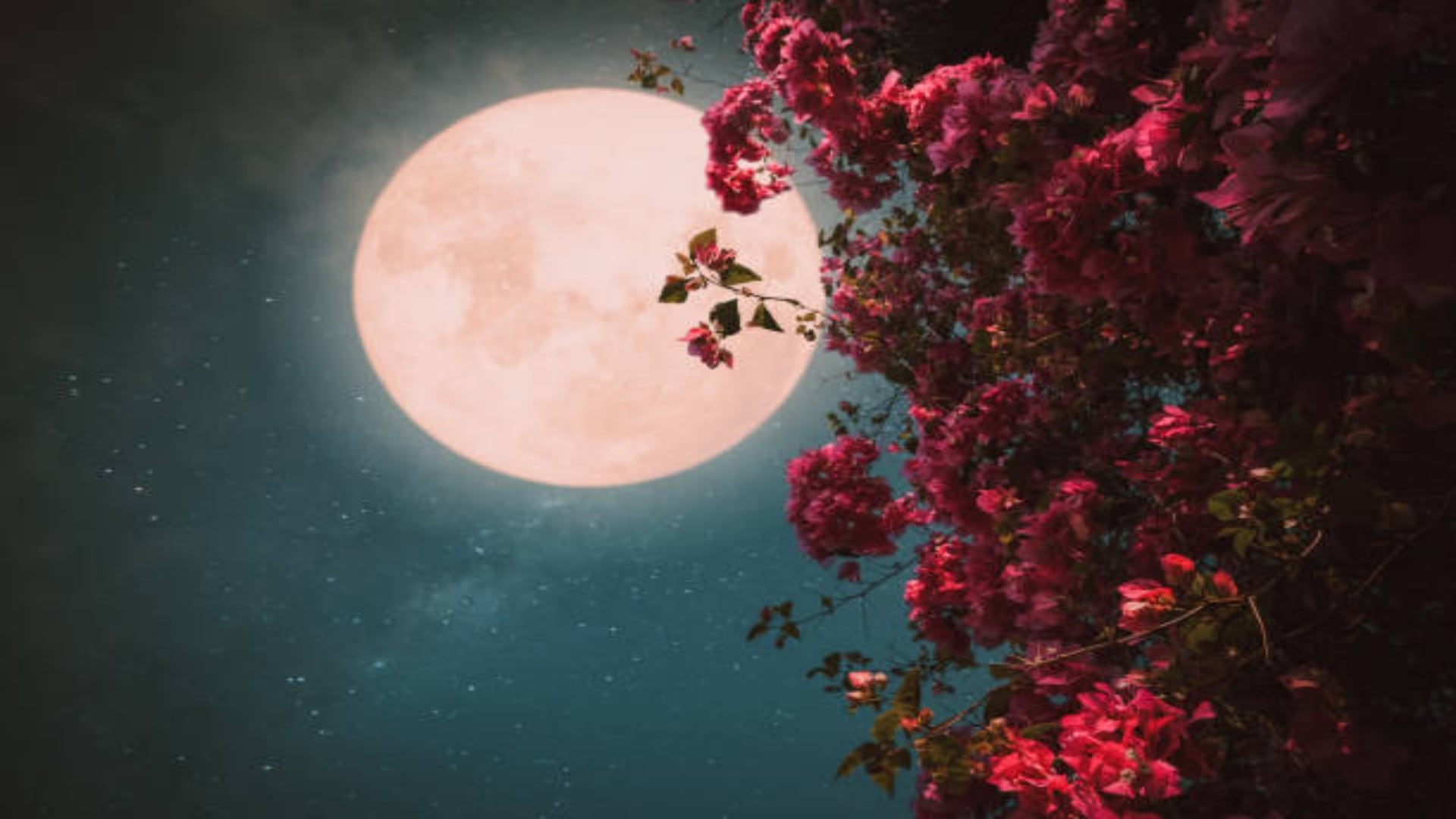 La Luna de Flores recibe su nombre de la tradición algonquina, aludiendo al florecimiento primaveral en el hemisferio norte, según la NASA y el Real Observatorio de Greenwich