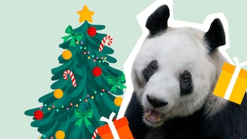 Xin Xin, la última panda