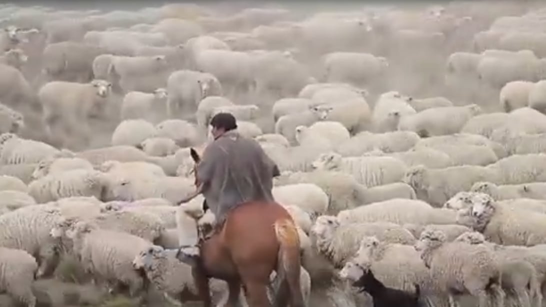 Chubut concentra 3,2 millones de ovejas, cerca del 60% del stock ovino patagónico, y busca nuevos mercados para fortalecer la actividad y el desarrollo regional.