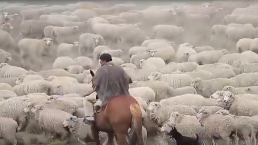 Empresas de Kuwait exploran acuerdos para exportar ovinos patagónicos y carne al Medio Oriente