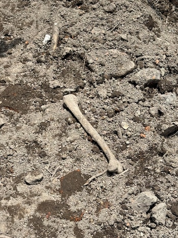 Las autoridades no han informado