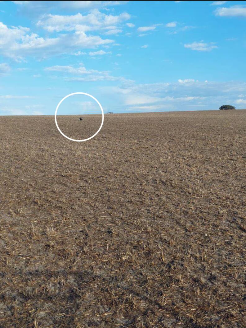 Una imagen compartida por los dueños de Valerie, donde se le ve solitaria en la isla Canguro