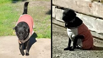 El sabueso solía estar dentro