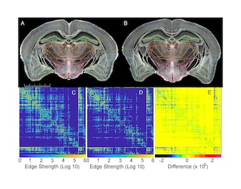 Cerebros en ratones son estudiados