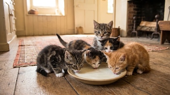 Primer plano de cinco gatos bebés, atigrados y de color naranja, bebiendo leche de un cuenco de cerámica en un suelo de madera.