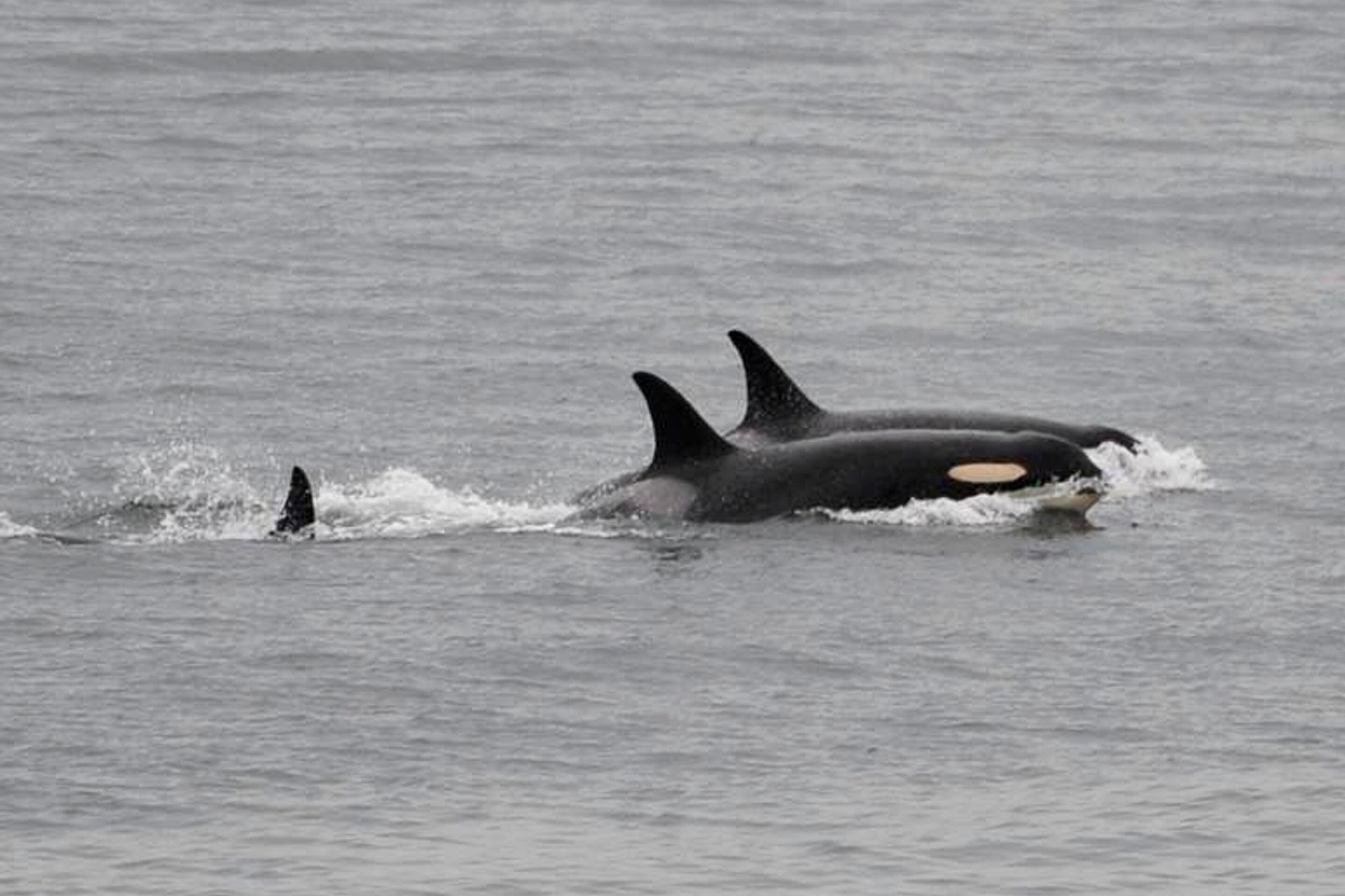 Las orcas, con cerebros proporcionalmente grandes y neuronas asociadas a la empatía, muestran una notable curiosidad y sociabilidad hacia los humanos. (Ken Balcomb/Center for Whale Research vía AP, archivo)