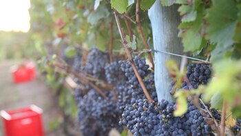 Uruguay es el segundo país