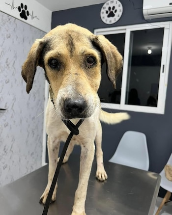 Beto; Esperanza Animal MID; animales