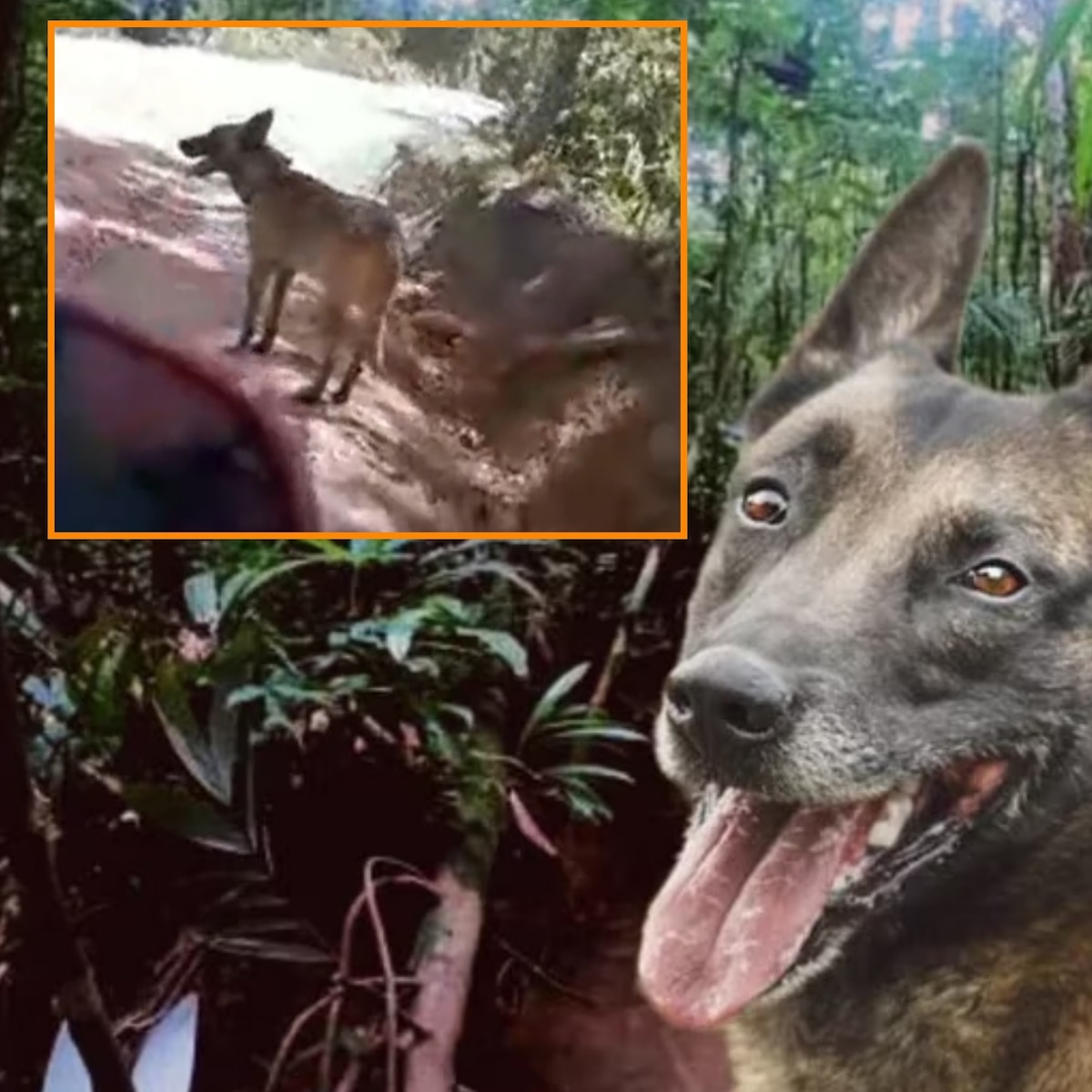 Perro Wilson Huila: las redes sociales estallan con un video de su presunto avistamiento - Infobae