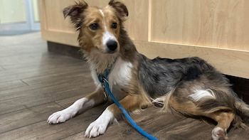 Los rescatistas consuelan a Dallas