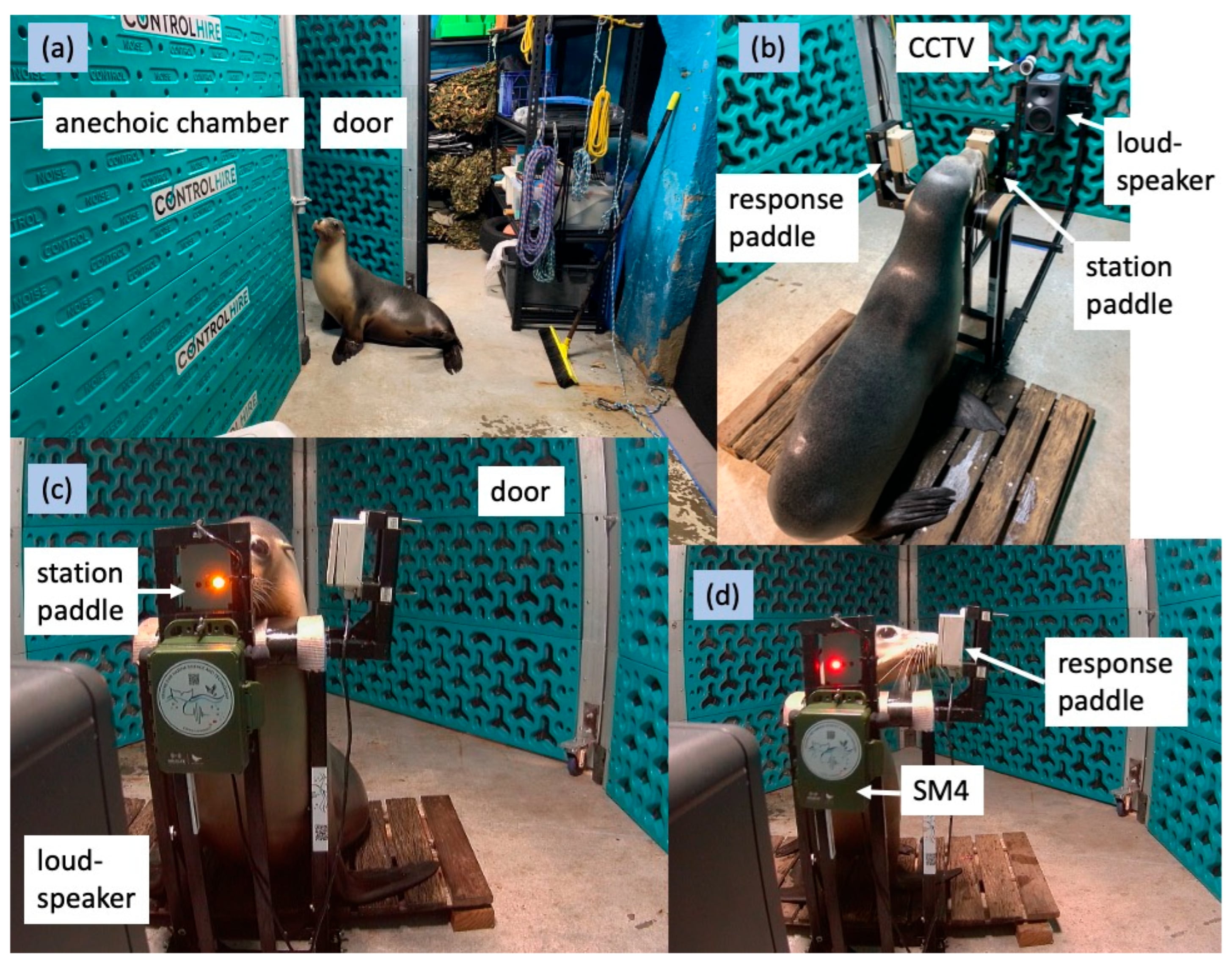 Los pinnípedos utilizan el sentido del oído para comunicarse, buscar alimento, orientarse y advertir posibles amenazas (Gentileza, estudio: Audiogramas de comportamiento en el aire de dos leones marinos australianos (Neophoca cinerea), publicado en Animals)