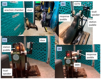 Cuatro paneles fotográficos que muestran un león marino en una cámara insonorizada junto a dispositivos de registro y altavoces