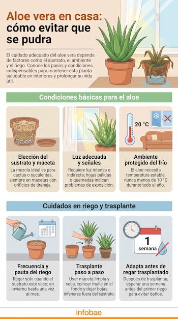 Infografía sobre el aloe vera con una planta sana y otra podrida, ilustraciones de sustrato, luz, temperatura, riego y trasplante con texto.