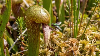 Primer plano de un insecto verde metálico posado sobre la hoja curvada y tubular de una planta Darlingtonia californica, rodeada de vegetación pantanosa.