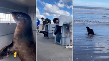 Video: dos lobos marinos fueron liberados en su hábitat natural luego de rehabilitarse en el Ecoparque