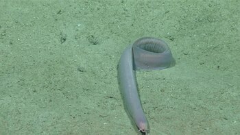 Un fósil viviente: El pez