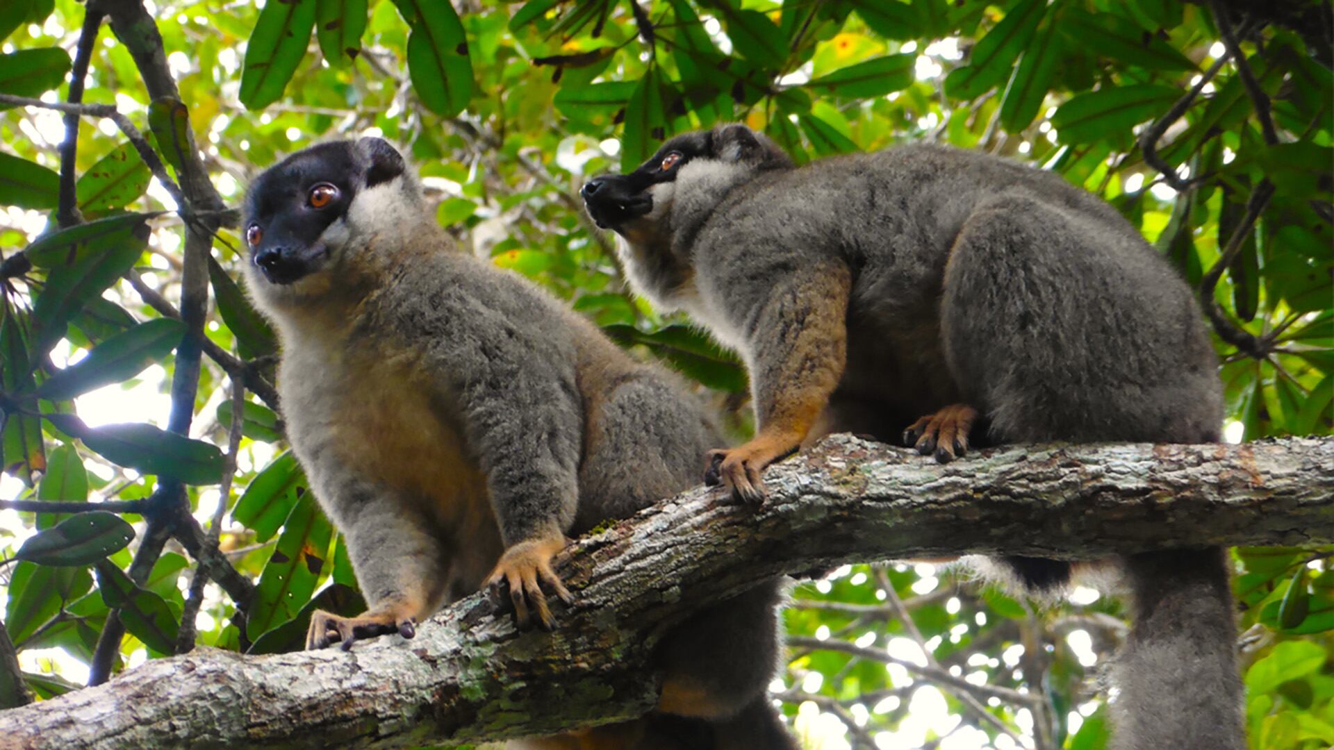 Dos lémures marrones (Eulemur fulvus) observan a su grupo a través del dosel del bosque tropical /Carina Bruchmann