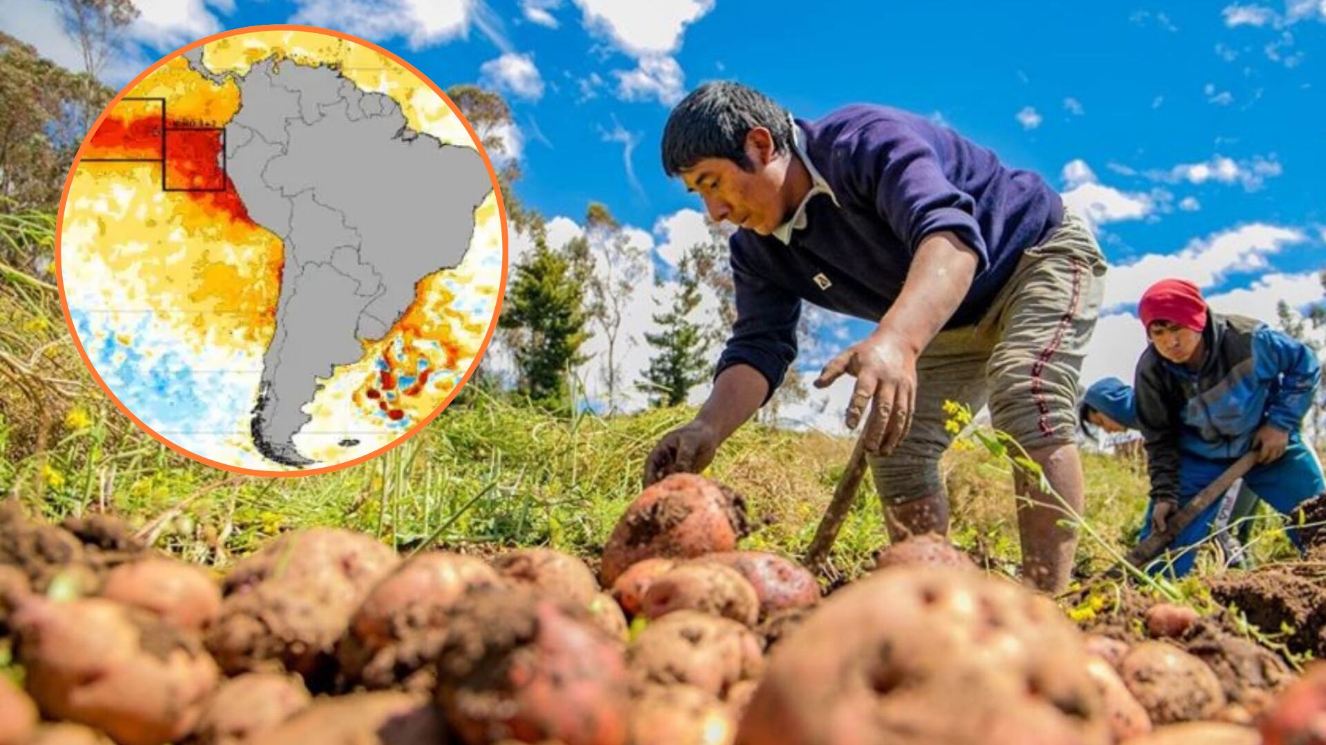 Agricultores de Cañete destruyen sus cultivos de papa por plaga agravada por El Niño: pérdidas llegan a S/ 20 mil por hectárea