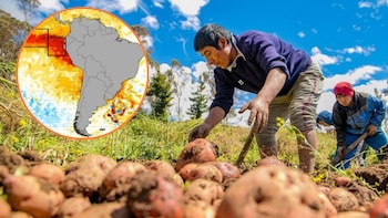 Senamhi y agroexportadores refuerzan vigilancia