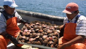 La resolución indica que la