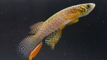 Sorpresa en Bolivia: hallaron un