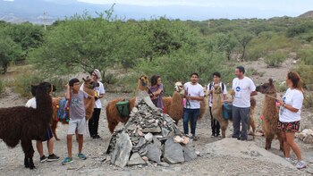 Caminatas con llamas y ascensos