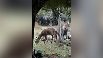 Ciervos en el patio de una casa de Bariloche