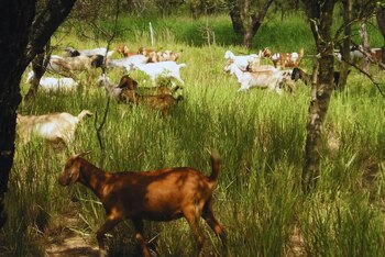 Los sistemas silvopastoriles, que combinan